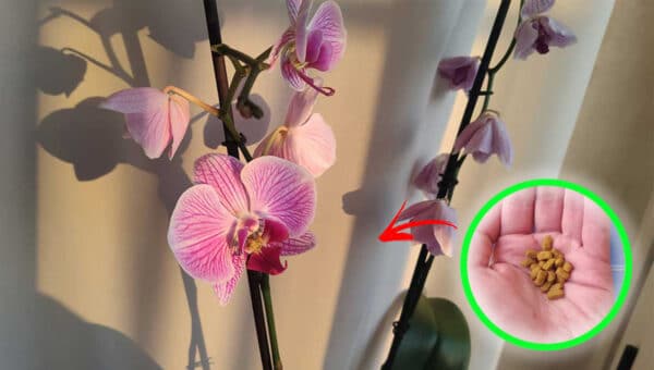 orchidea-cambio-stagione