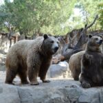 Trentino: l’Orsa JJ4 finalmente tornerà libera!
