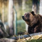 Trentino: l’orso Papillon è ancora prigioniero!