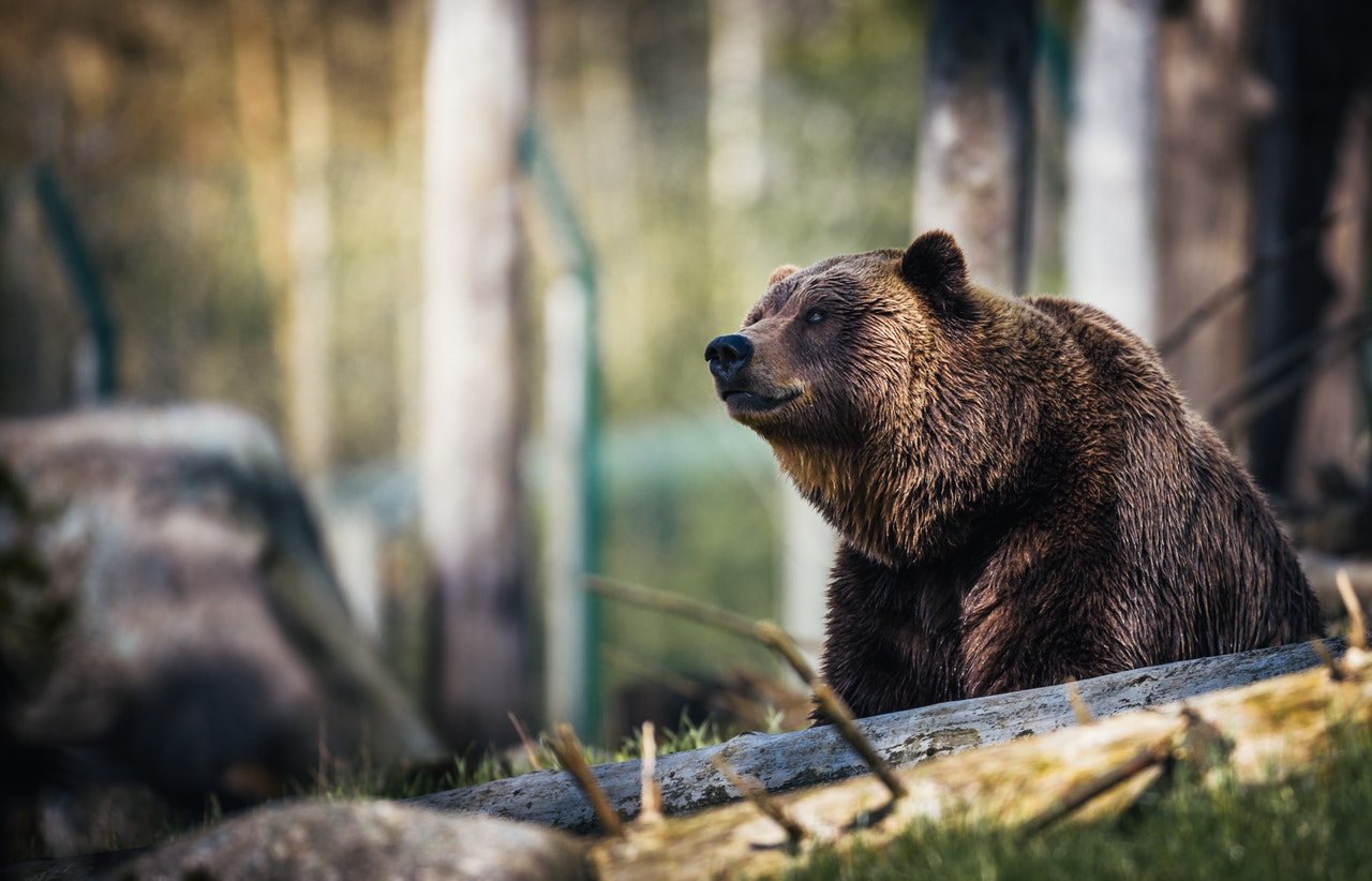 Trentino: l’orso Papillon è ancora prigioniero!