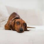 Pensi che il tuo cane ti ami? Ma un altro cane lo emoziona più di te!