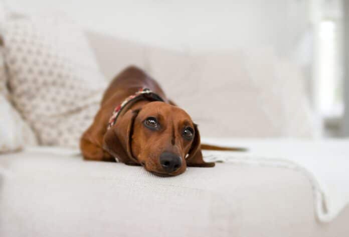 cane-non-ama-il-tuo-volto