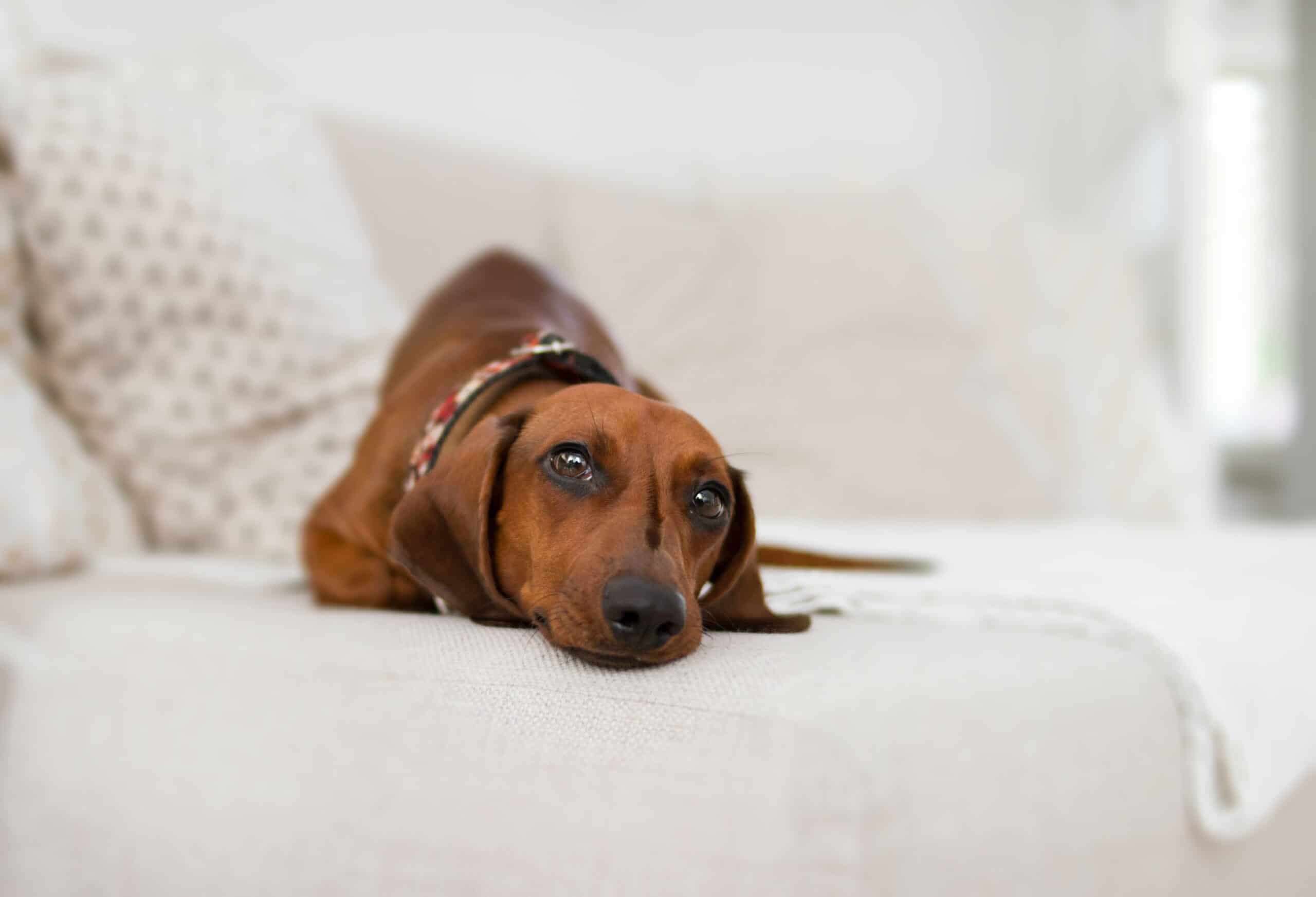 Pensi che il tuo cane ti ami? Ma un altro cane lo emoziona più di te!