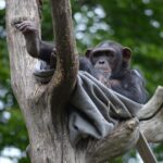 Uganda: 3 milioni di alberi per aiutare gli scimpanzé