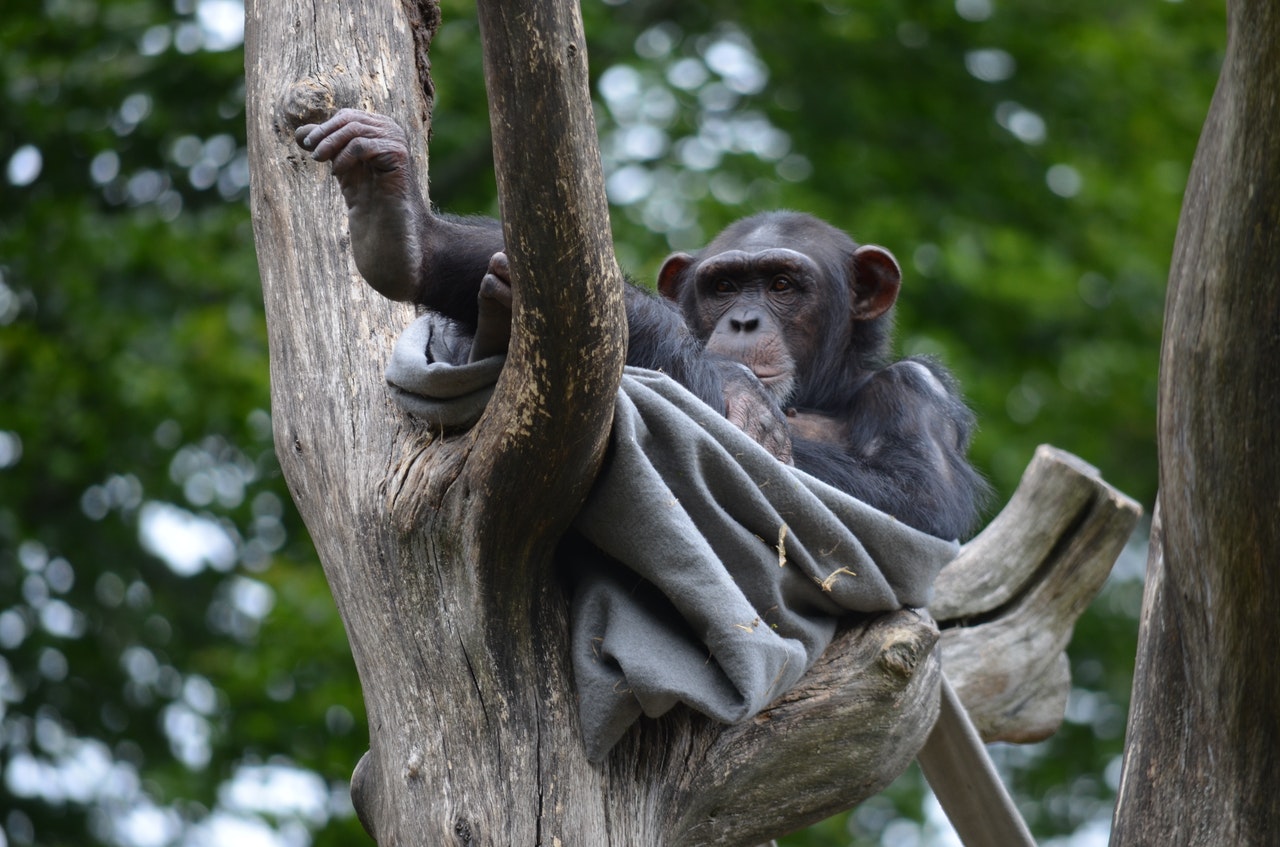 Uganda: 3 milioni di alberi per aiutare gli scimpanzé