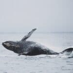 Sri Lanka: salvate 120 balene arenate sulla spiaggia!