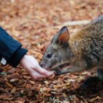 Australia: una recinzione di 10 km per difendere la fauna selvatica