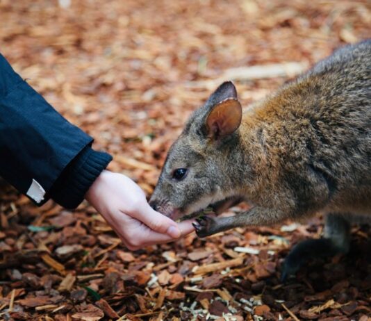 bettong-marsupiale-Victoria