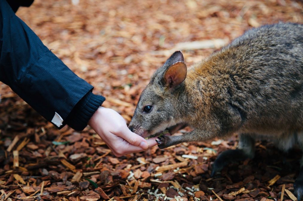 Australia: una recinzione di 10 km per difendere la fauna selvatica