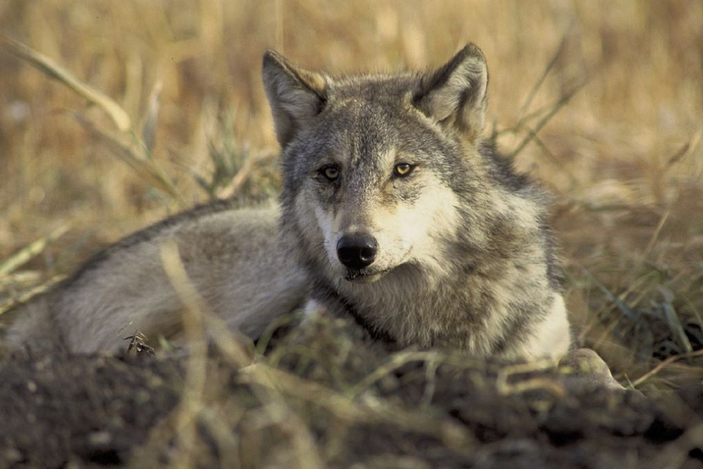 Stati Uniti: i lupi grigi non saranno più una specie protetta