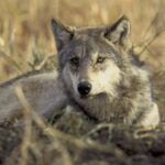 Stati Uniti: i lupi grigi non saranno più una specie protetta