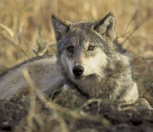 lupi-grigi-non-più-specie-protetta