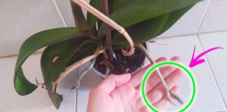 orchidea-radici-marce