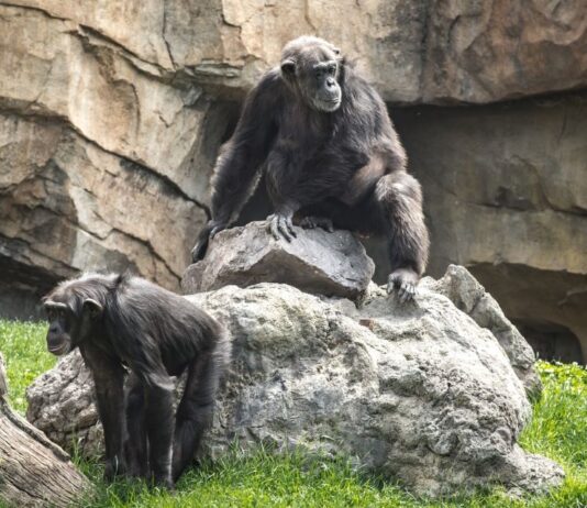 scimpanzé-anziani-pochi-amici-ma-buoni