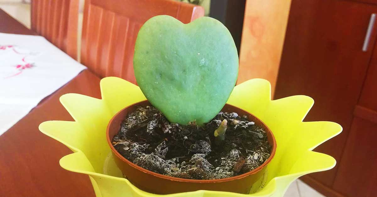 Hoya Kerrii, la piantina a forma di cuore