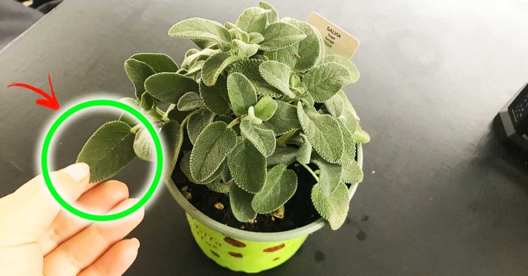 salvia-per-profumare