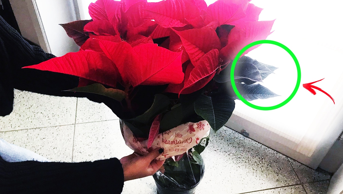 Come curare la stella di Natale per averla sempre bella!