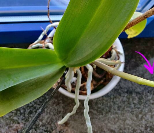 come-far-fiorire-orchidea