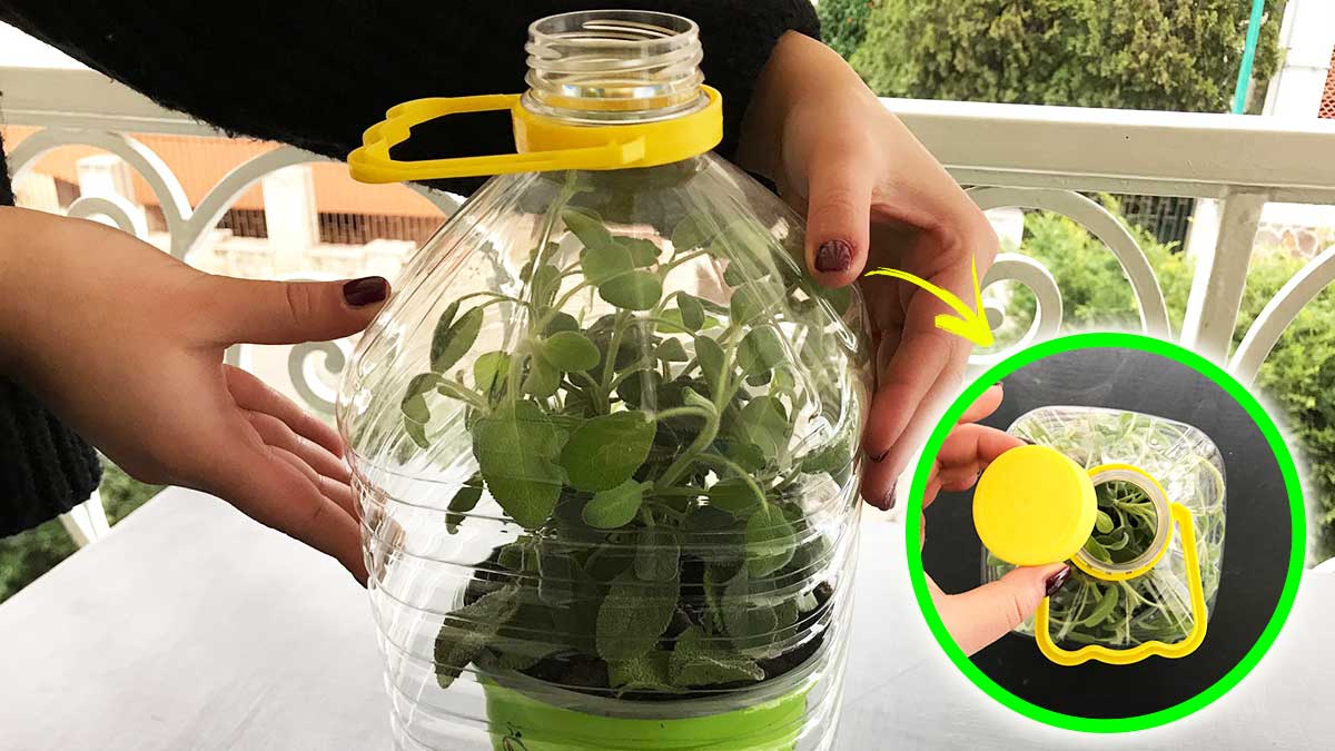 Come proteggere le tue piante dal freddo con una BOTTIGLIA!