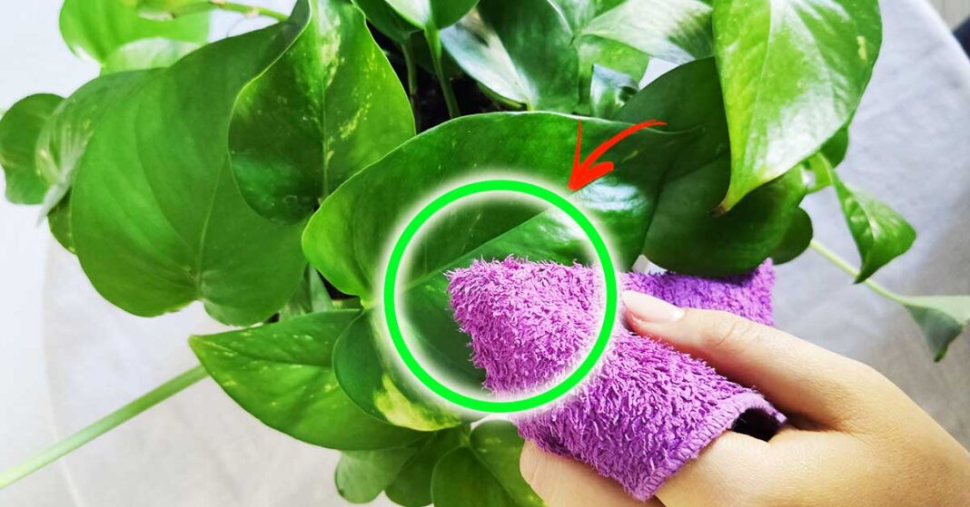 plantas-de-hojas-limpias