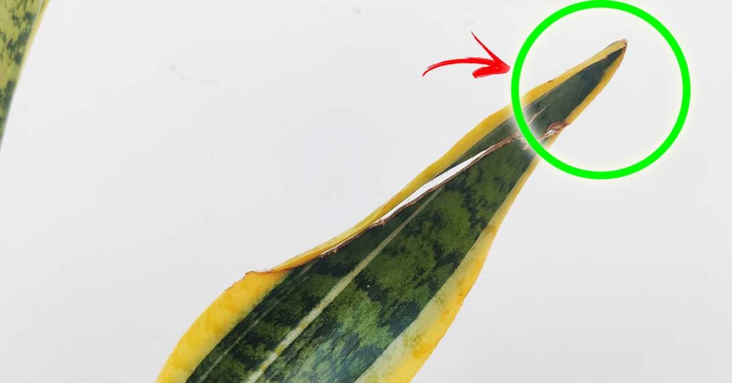 sansevieria-foglie-secche