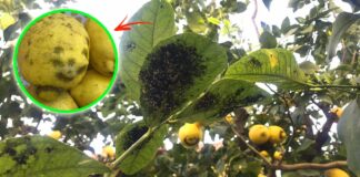 limoni-patina-nera-foglie-nere