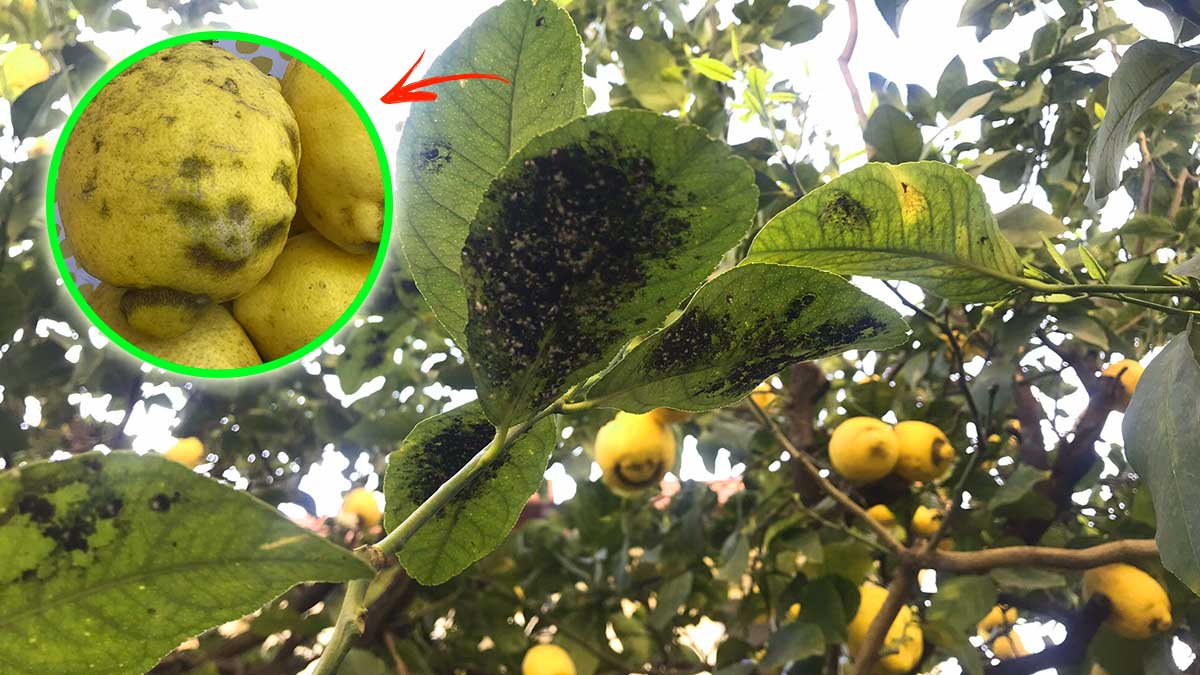 Perché i miei LIMONI hanno patina nera e foglie nere?