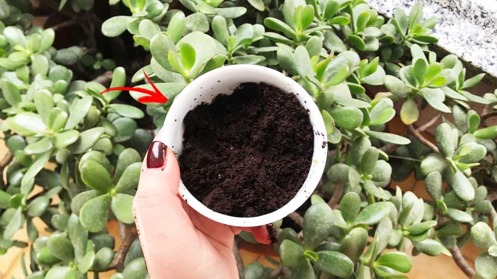 Quali Piante Puoi Concimare Con I Fondi Di Caffe Vivo Di Benessere