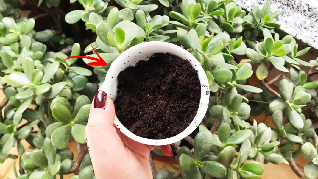 cuando-usar-plantas-de-cafe-molido cuando-usar-plantas-de-cafe-molido