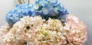 cambiare-colore-ortensie