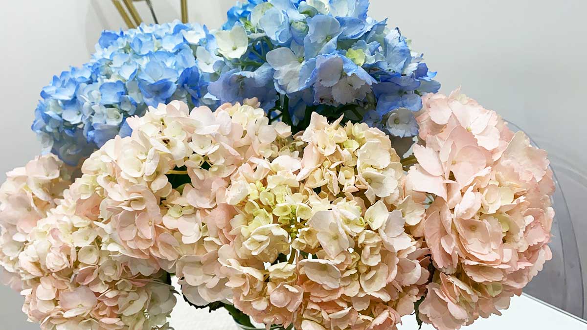 Prova questo trucchetto per cambiare il colore alle tue ORTENSIE!