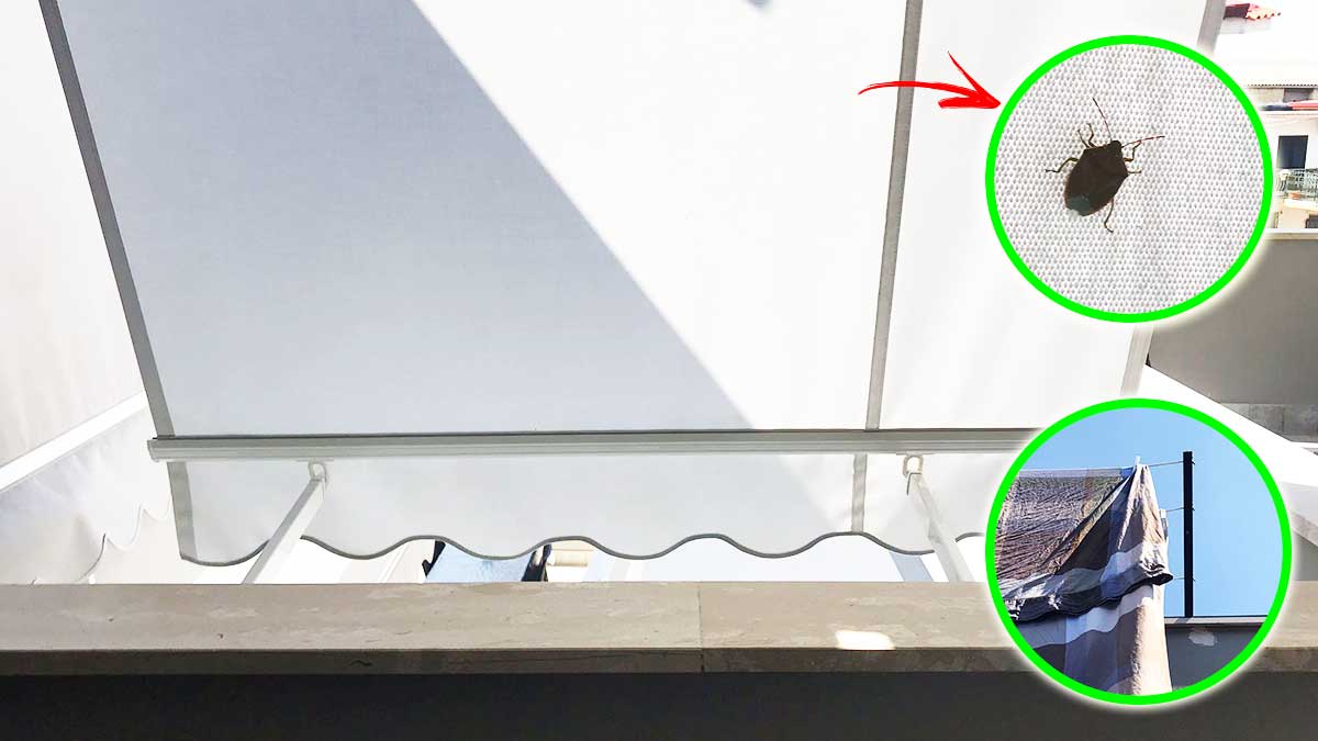 Hai trovato CIMICI sul tuo balcone? Ecco come tenerle lontane anche dalle lenzuola!