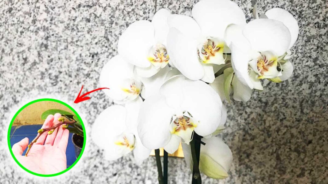 concimi-orchidea