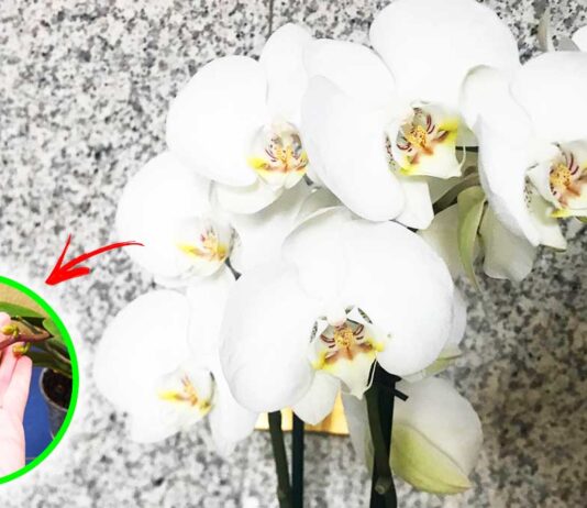 concimi-orchidea