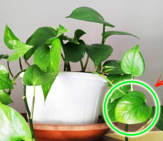 curare-pothos-primavera