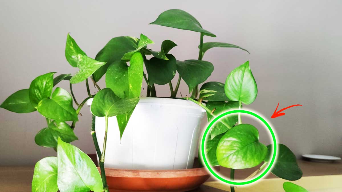 Tutti i trucchetti per un pothos verdissimo in primavera!