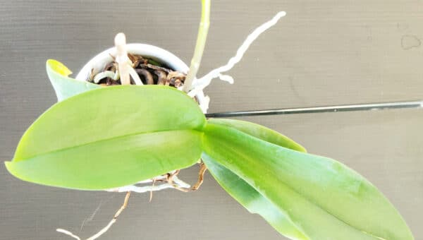orchidea-non-fa-fiori