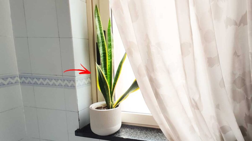 piante-bagno