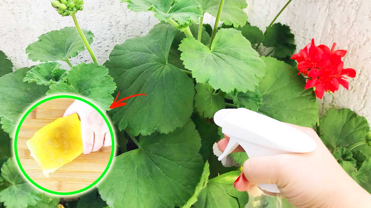 Come usare il SAPONE GIALLO per allontanare gli insetti dalle piante!