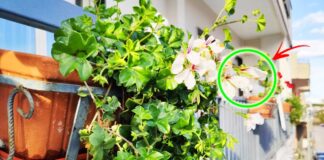 come-avere-balcone-fiorito