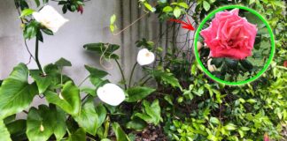 come-avere-giardino-bello
