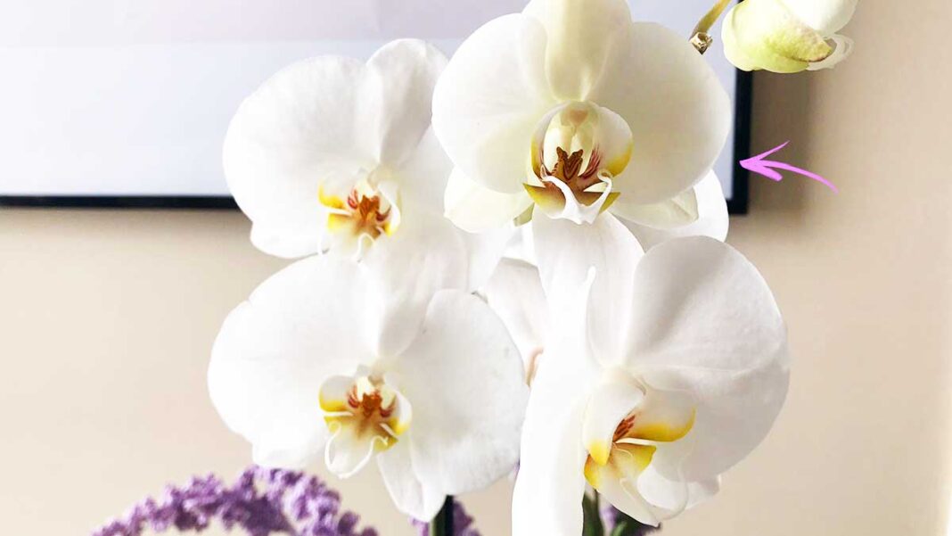 come-far-fiorire-orchidea-per-molto-tempo