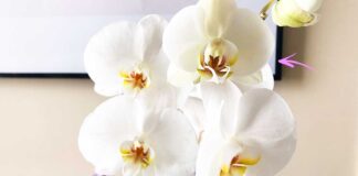 come-far-fiorire-orchidea-per-molto-tempo
