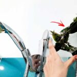 Come usare l’alloro per profumare il bagno