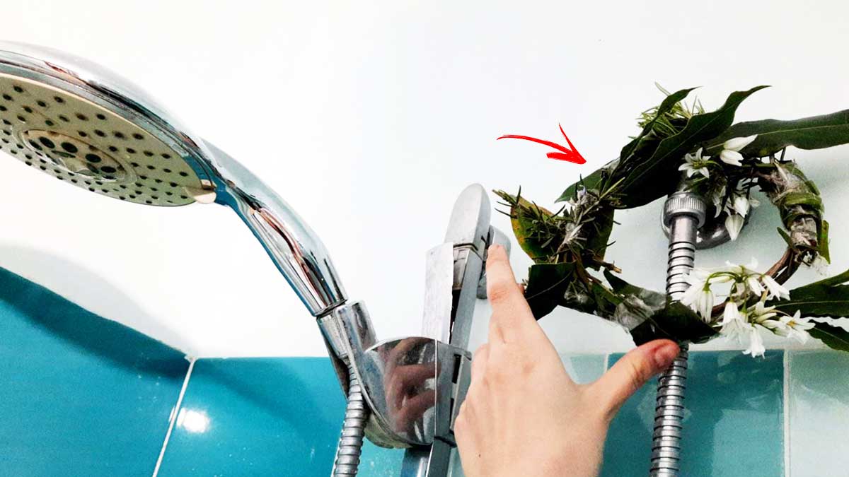 Come usare l’alloro per profumare il bagno