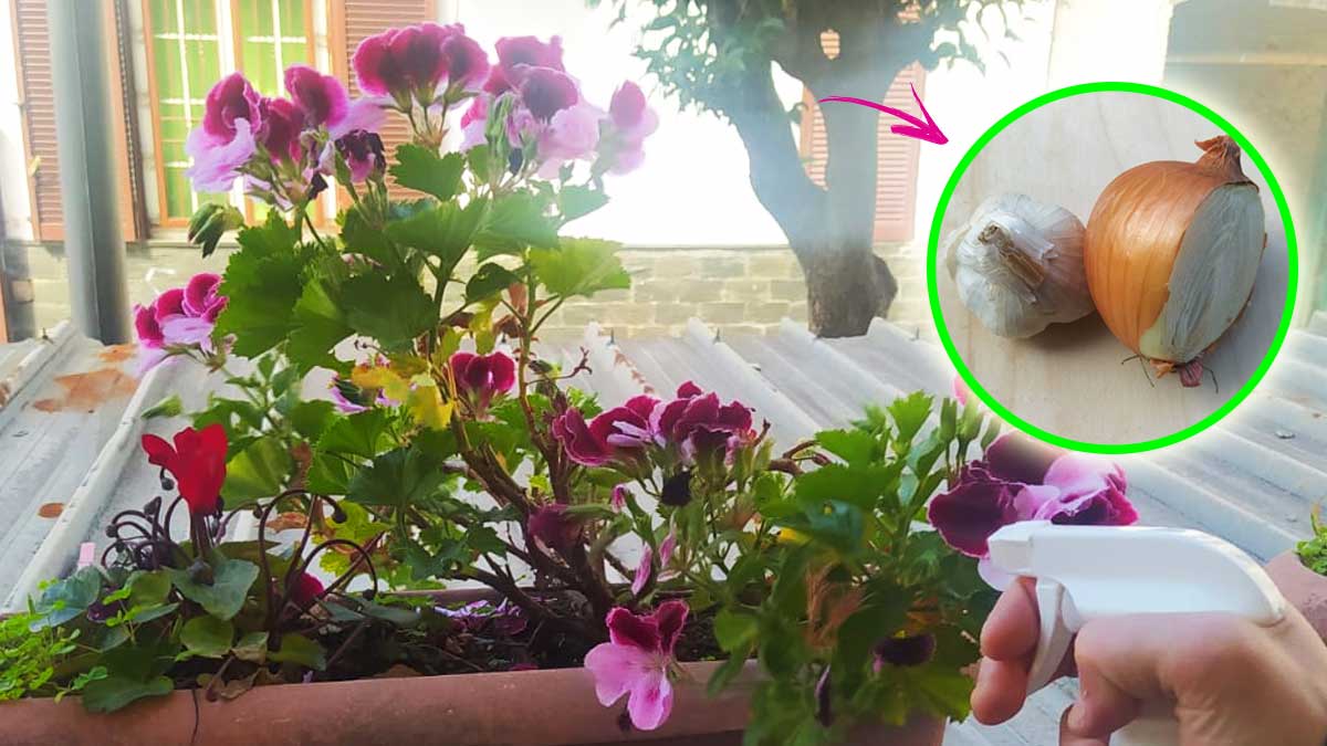 5 trucchetti per tenere lontani gli insetti dalle piante del balcone