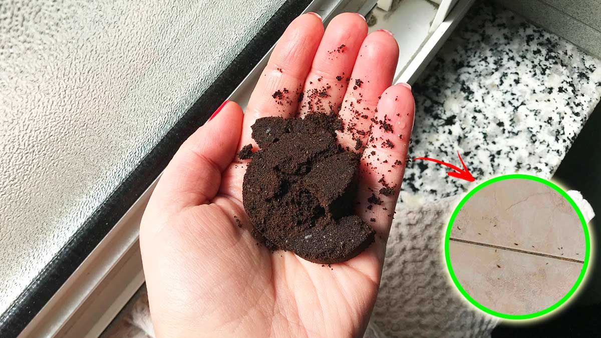 5+1 Trucchetti per non avere più formiche in casa!