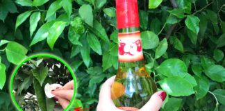 aceto-mele-giardino