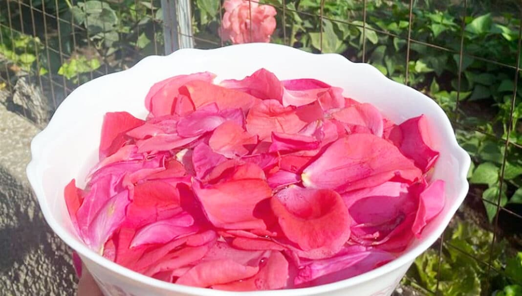 acqua-di-rose-ascensione