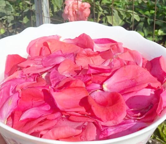 acqua-di-rose-ascensione